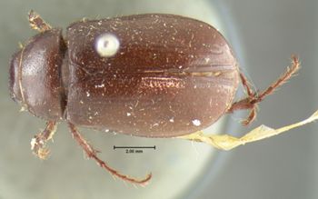 Media type: image;   Entomology 3251 Aspect: habitus dorsal view